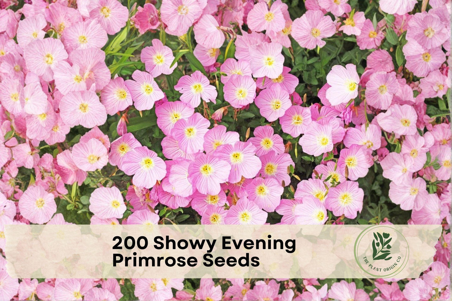 Showy Evening Primrose Seeds - Pale Pink Night-Blooming Wildflower for Moon Gardens, Perennial, Oenothera speciosa, Easy to Grow