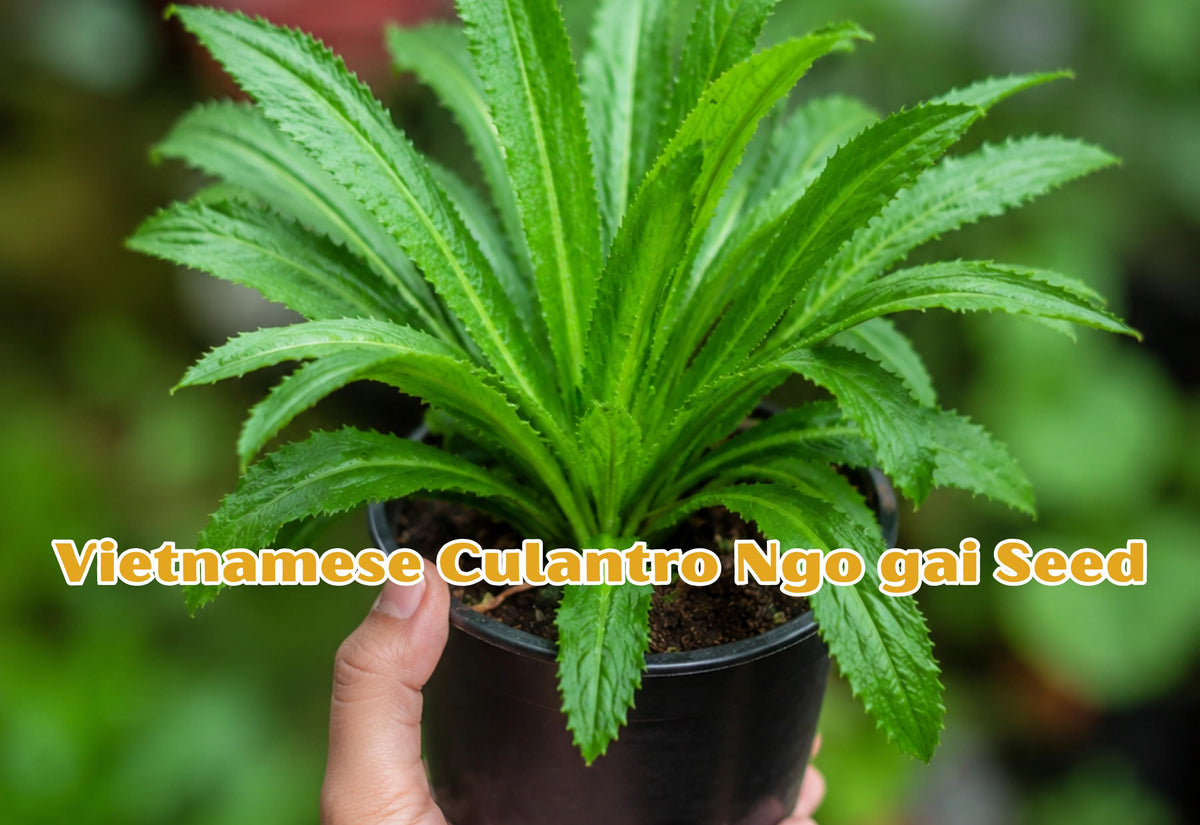 Vietnamese Culantro Seeds | Ngo Gai Herb for Tropical Gardens, Cilantro Substitute, Eryngium foetidum, Culinary Herb Seeds