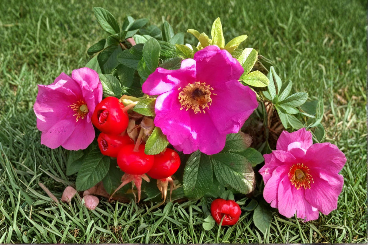 Rugosa Rose Seeds – Red Flowering Shrub, Rosa rugosa, Outdoor Garden Plant, Hardy Perennial, Landscape Flowering Shrub