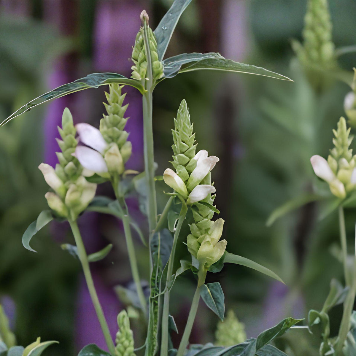 White Turtlehead Seeds – Chelone glabra Perennial Flowering Plant for Moist Gardens, Woodland Borders, Pollinator Attractant
