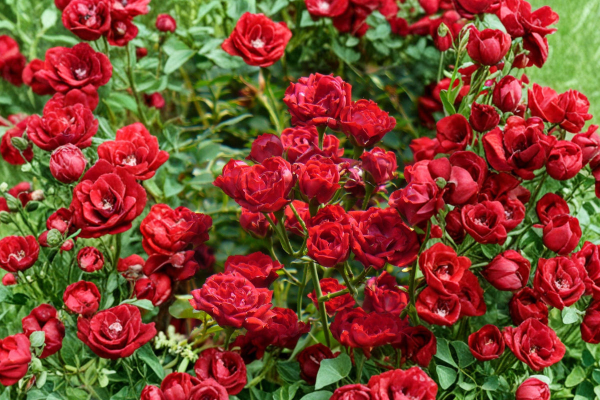 Red Climbing Rose Bare Root Plant – Vibrant Red Flowers, Vigorous Growth, Rosa spp.