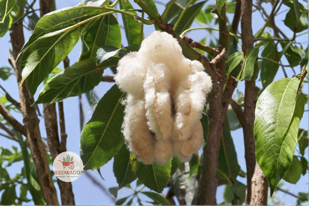 Kapok Tree Seeds - Ceiba pentandra Tropical Shade Tree, Silk Cotton, Fast-Growing Ornamental Landscape Plant, 20 Seeds