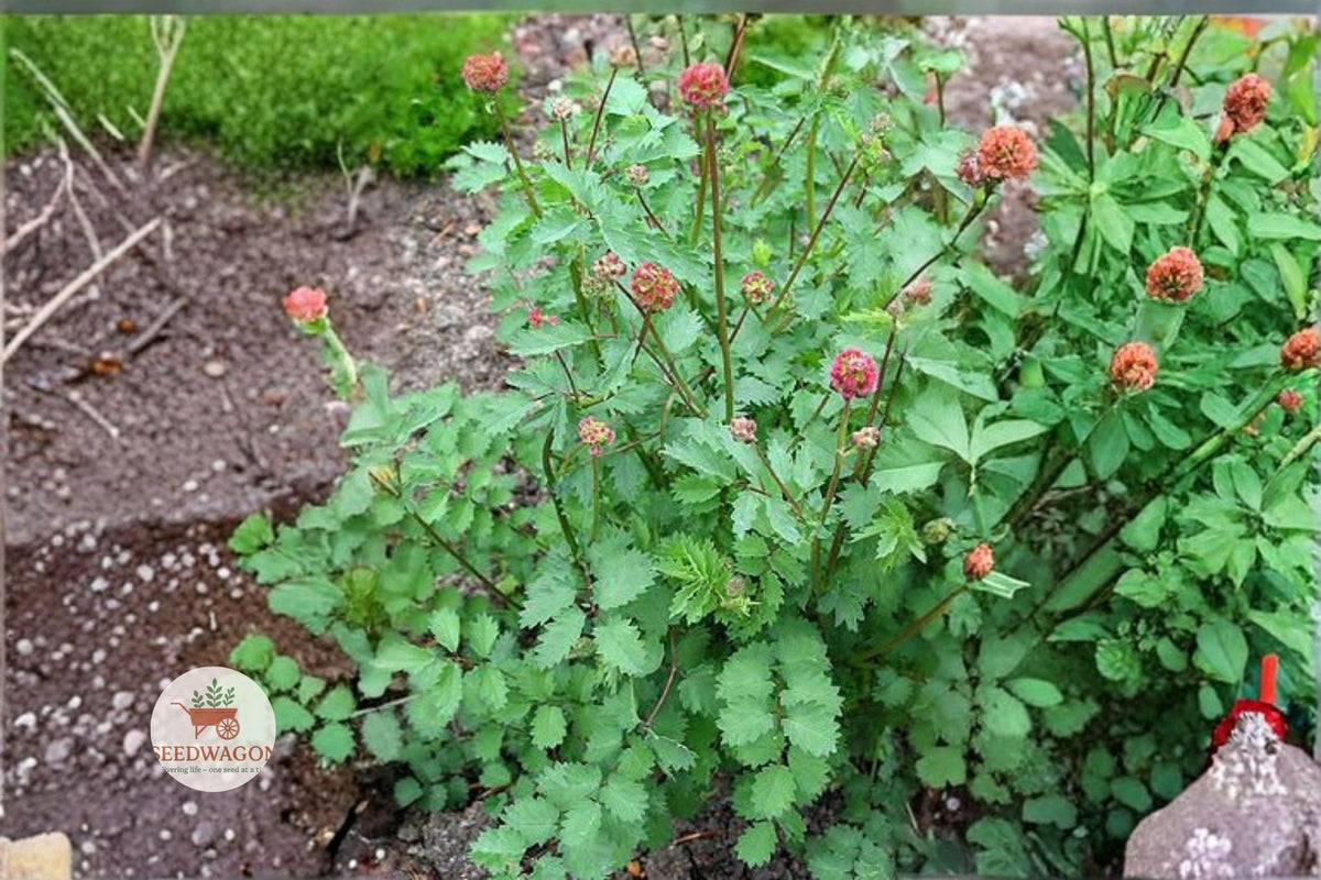 100 Small Burnet Seeds – Sanguisorba minor Perennial Herb, Drought Tolerant, Pollinator & Herb Garden, Fern-like Foliage, Greenish-Red Flowers