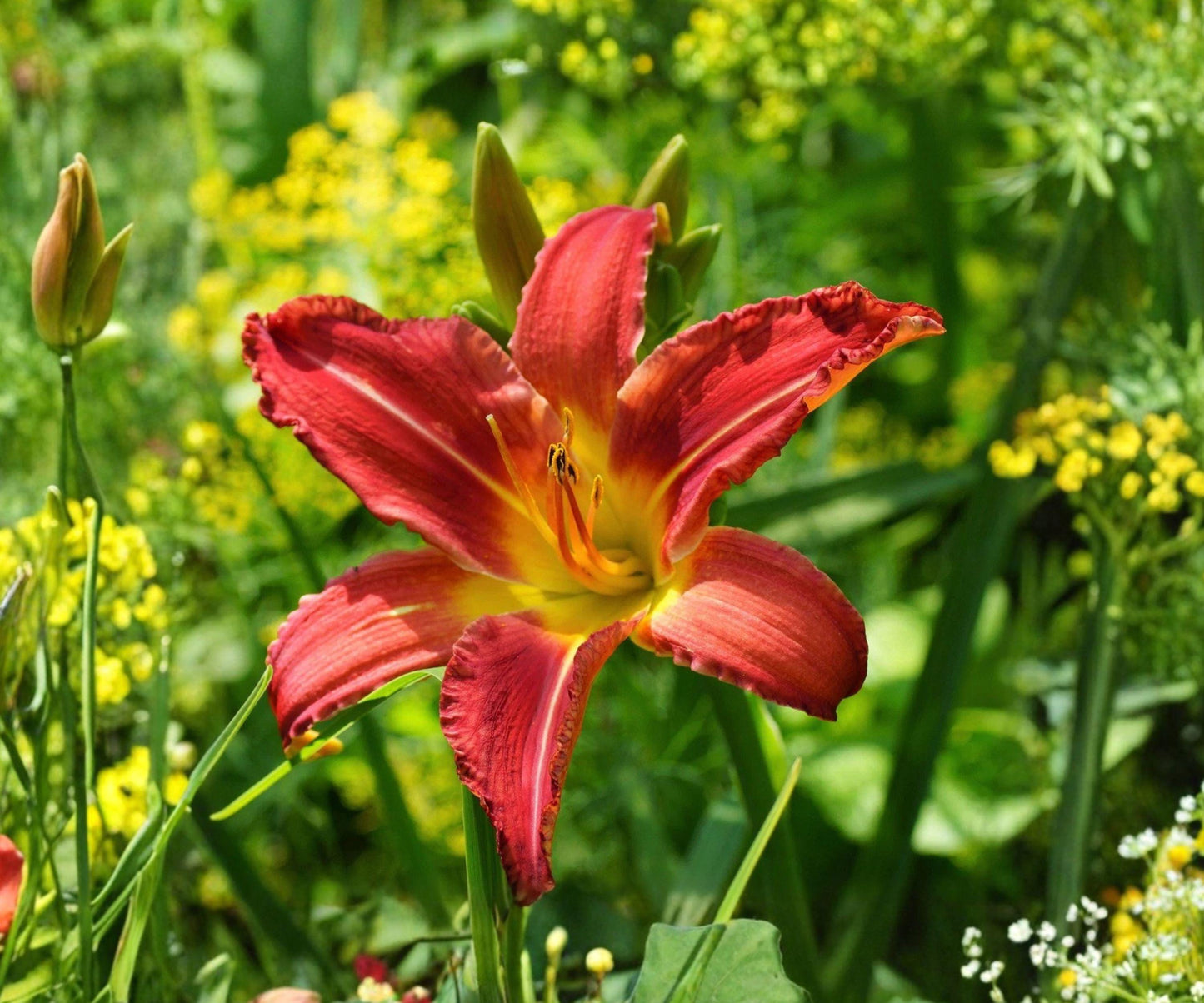 Daylily Mary Reed Root Divisions – Pink Purple Blooming Perennial for Sun, Hemerocallis ‘Mary Reed’