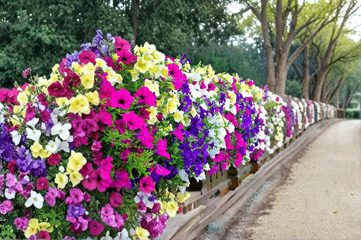 Mixed Petunia Seeds – 1000 Flower Seeds for Garden Beds, Containers & Baskets – Petunia × hybrida, Annual, Colorful Blooms
