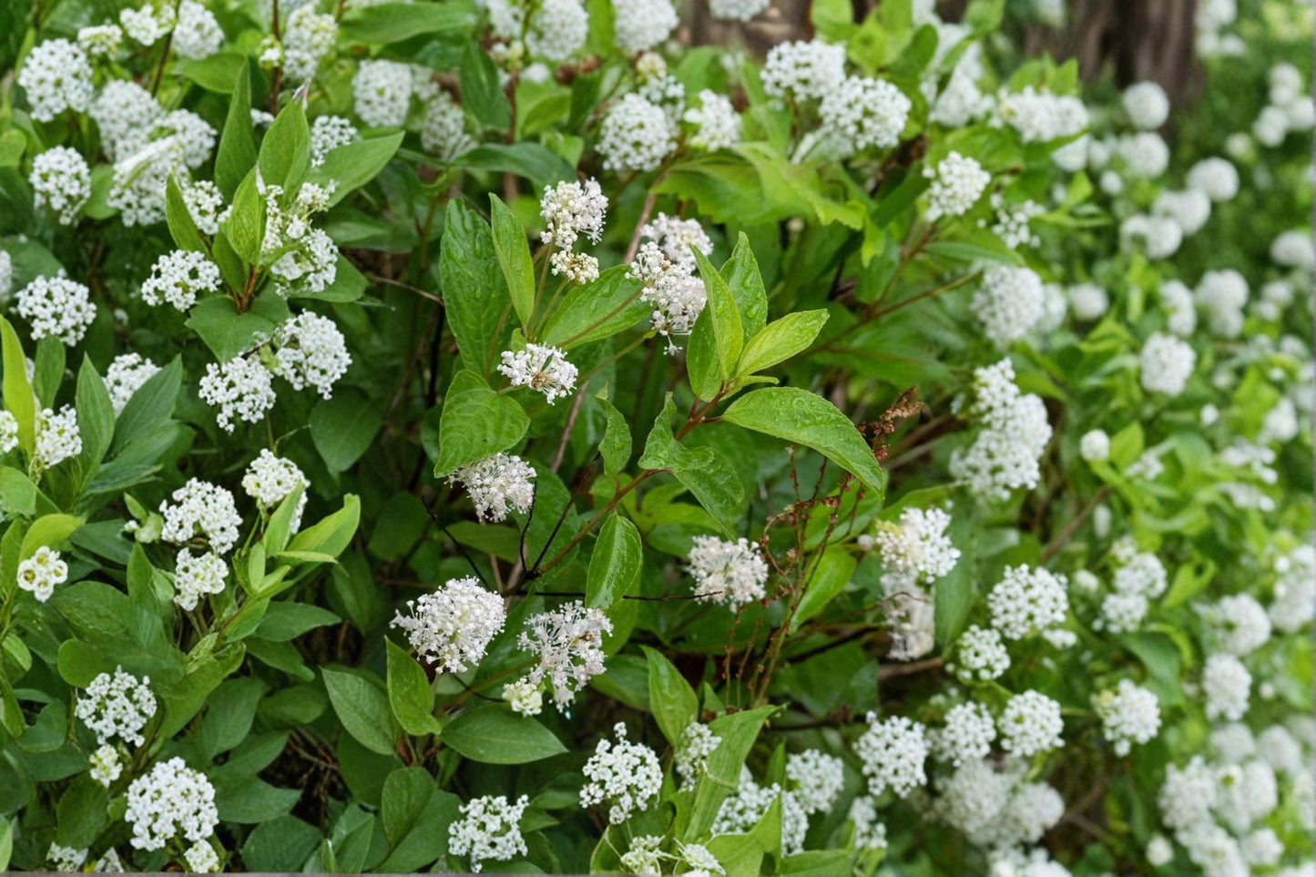 New Jersey Tea Seeds – Ceanothus americanus – Native Deciduous Shrub for Garden Borders & Landscaping