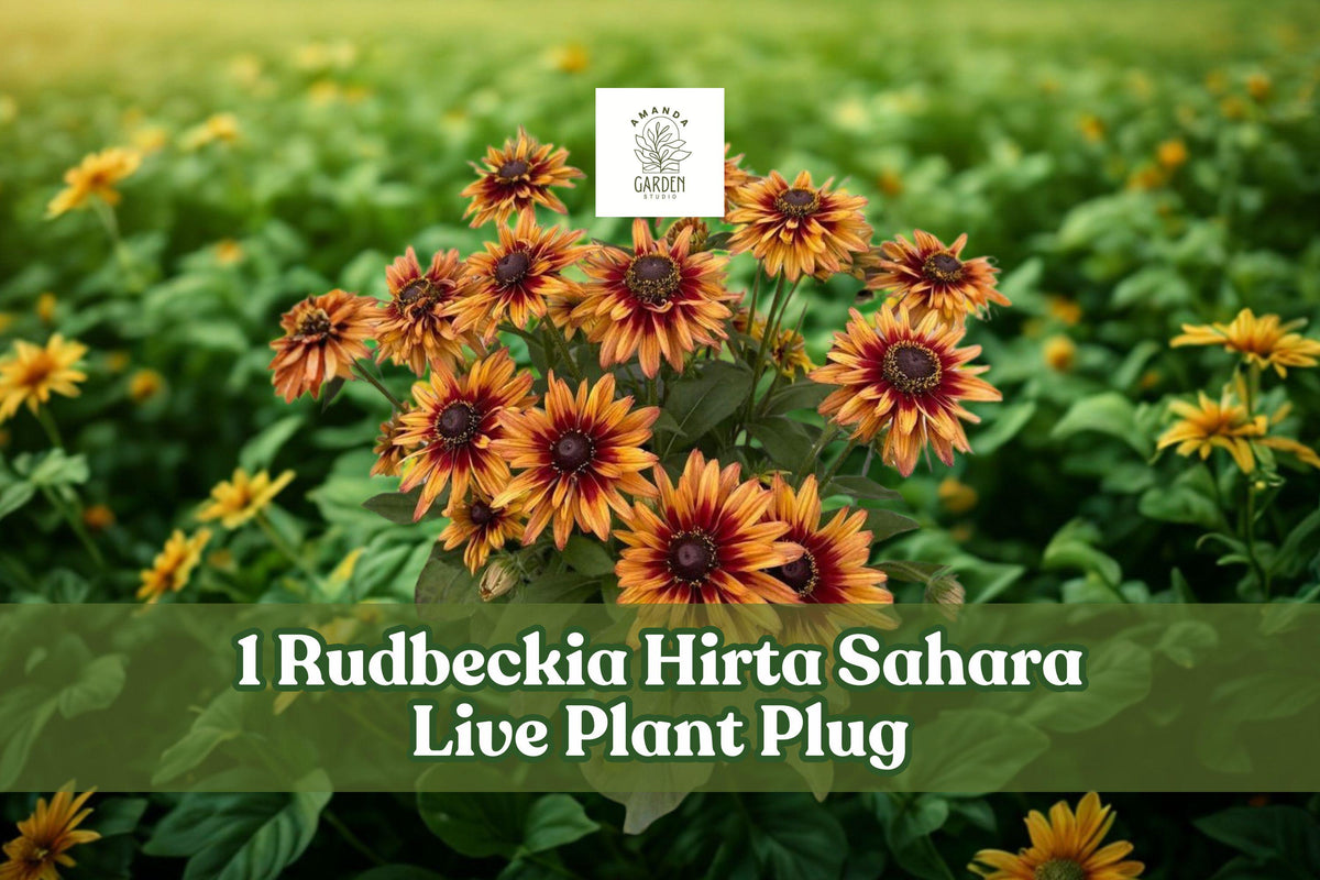 Rudbeckia hirta Sahara Live Plant Plug | Gloriosa Daisy Black-Eyed Susan Starter | Ornamental Flowering Plant