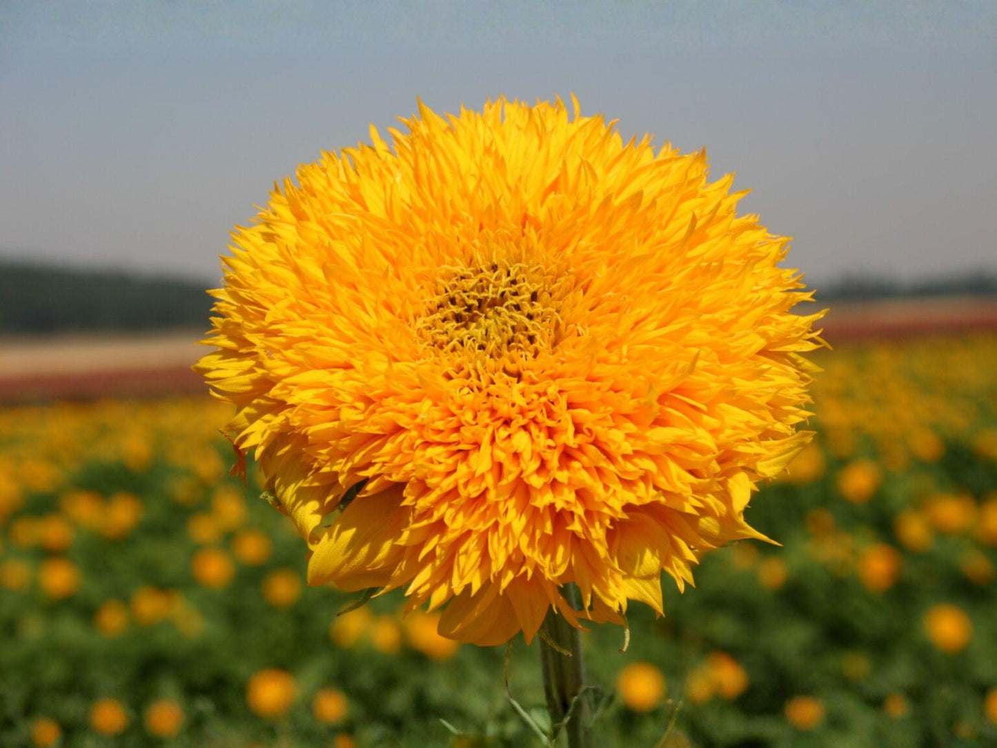 Teddy Bear Sunflower Seeds – Dwarf Helianthus annuus for Cottage Gardens & Containers – Golden Yellow, Fluffy Double Blooms