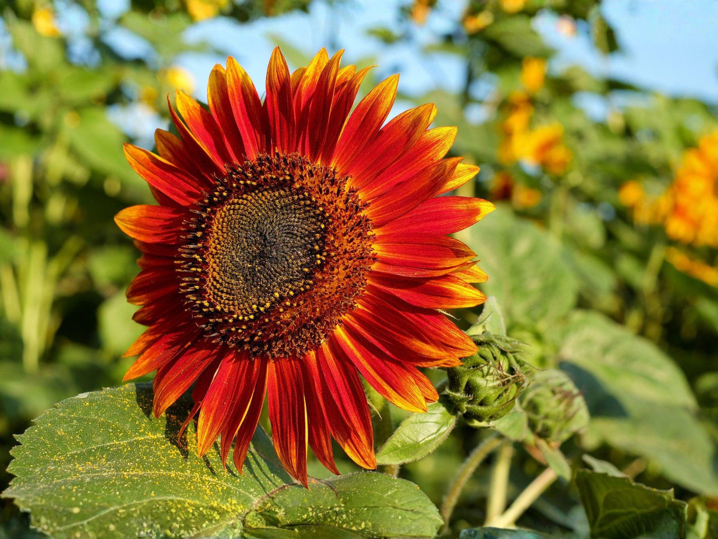 Velvet Queen Sunflower Seeds – Helianthus annuus Deep Red, Burgundy, Bronze Heirloom for Cottage, Pollinator & Cutting Gardens