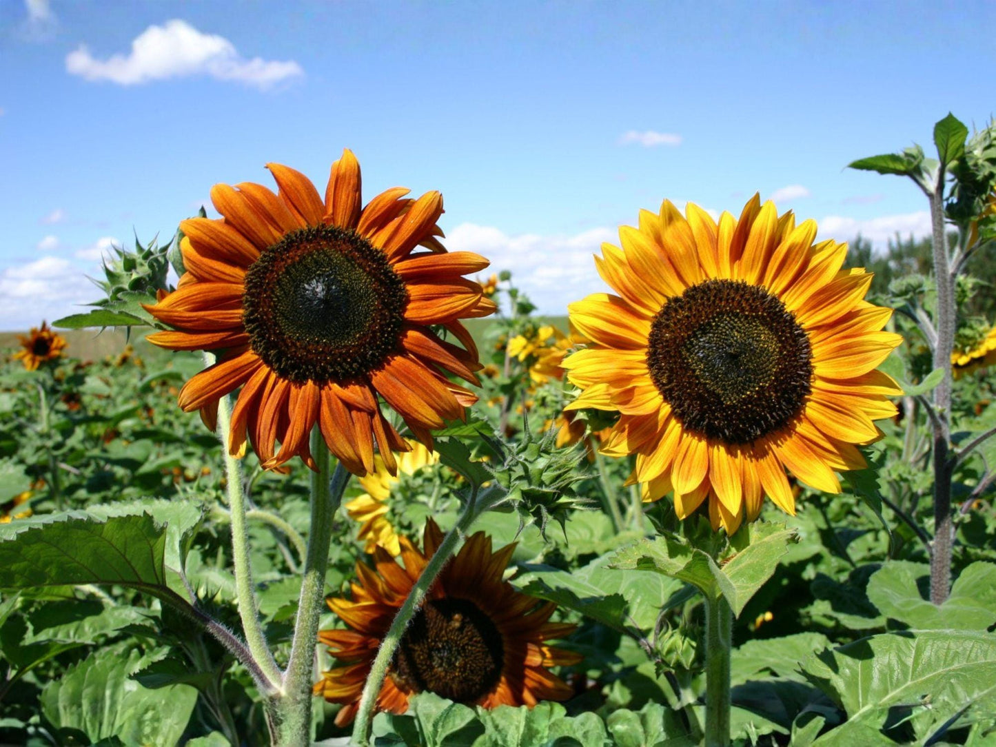 Autumn Beauty Sunflower Seeds, Heirloom Helianthus annuus, Mixed Autumn Colors, Pollinator Attracting, Annual Flower for Garden