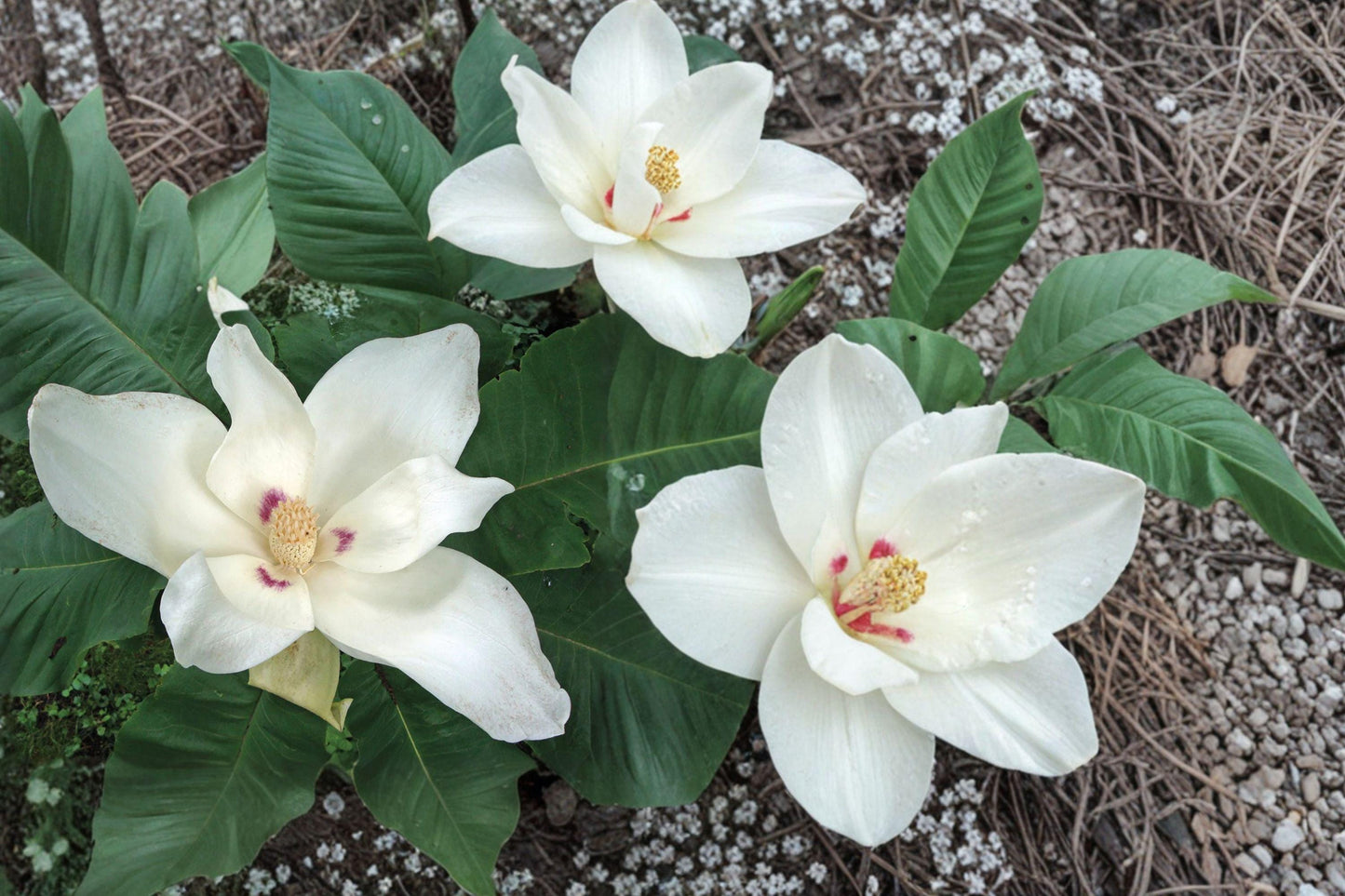 Bigleaf White Magnolia Bare Root Tree – Magnolia macrophylla – Large Fragrant White Flowers & Oversized Foliage