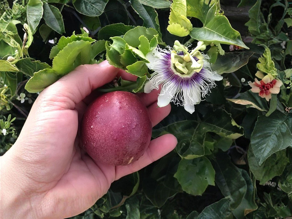 Purple Passion Fruit Vine Starter Plant, Passiflora edulis, Edible Tropical Climber for Trellis & Container