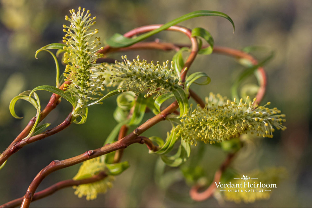 Scarlet Curls Willow Plant | Bare Root Salix matsudana ‘Scarlet Curls’ | Twisted Branches & Red-Orange Stems