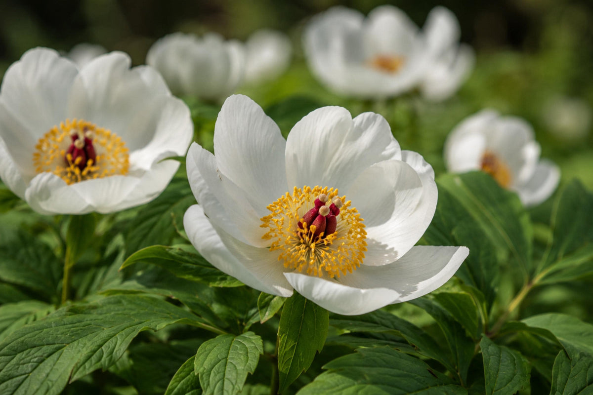 Japanese Woodland Peony Seeds – Rare Paeonia japonica, White Blooms, Shade-Loving Perennial for Woodland Gardens and Natural Landscapes