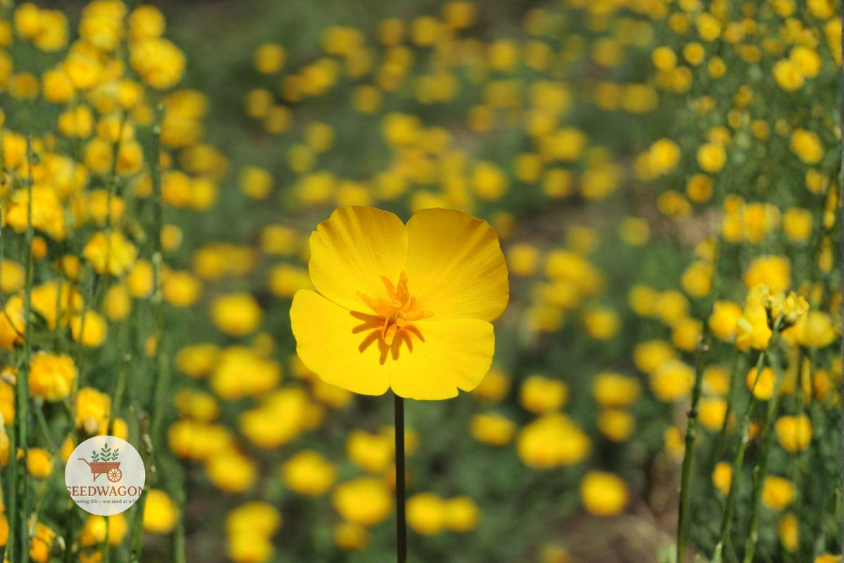 Tufted Dwarf California Poppy Seeds – Bright Yellow Eschscholzia caespitosa Wildflower for Gardens & Pollinators