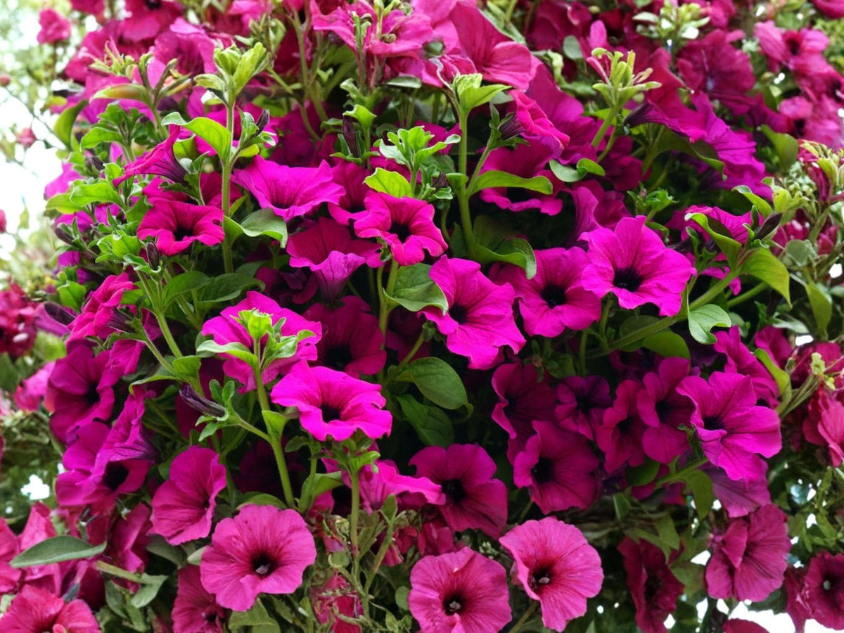 Shanin Wild Petunia Seeds – Purple Flower, Petunia violacea, Container & Garden Borders, 100 Seeds