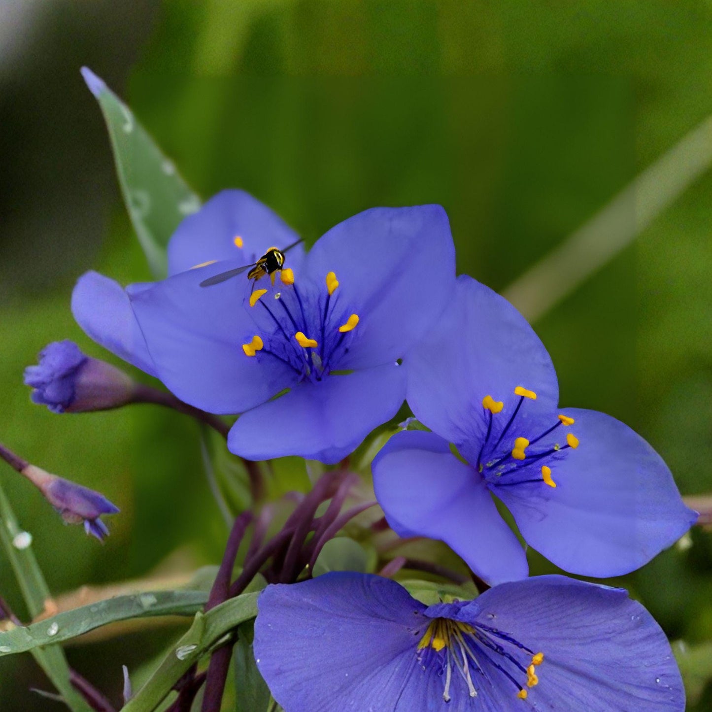 Western Spiderwort Seeds – Native Perennial Wildflower, Tradescantia occidentalis, Blue-Purple Blooms, Drought-Tolerant, Pollinator-Friendly, 25 Seeds