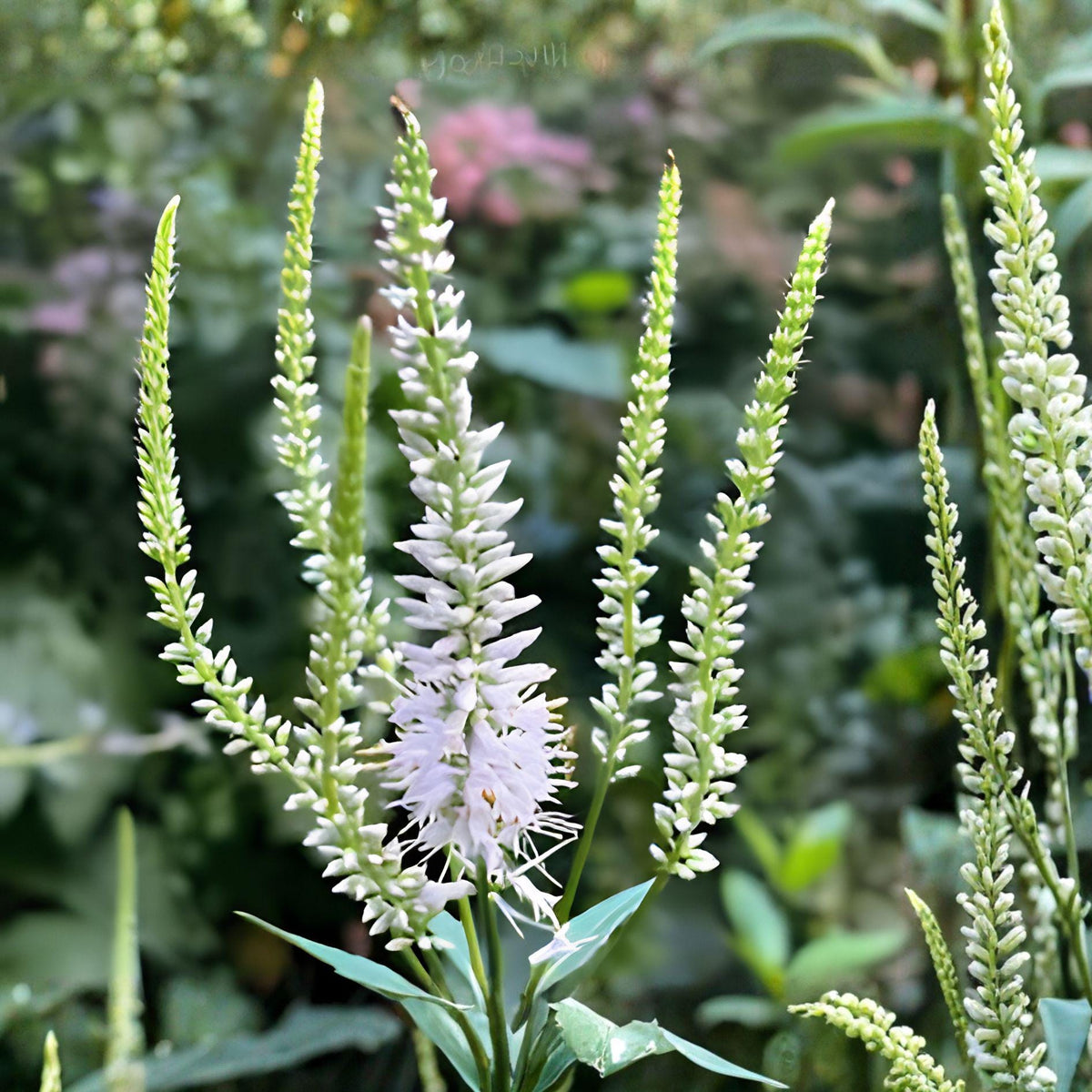 Culver’s Root Seeds – Veronicastrum virginicum Native Perennial, Wildflower, Pollinator Plant, 500 Seeds