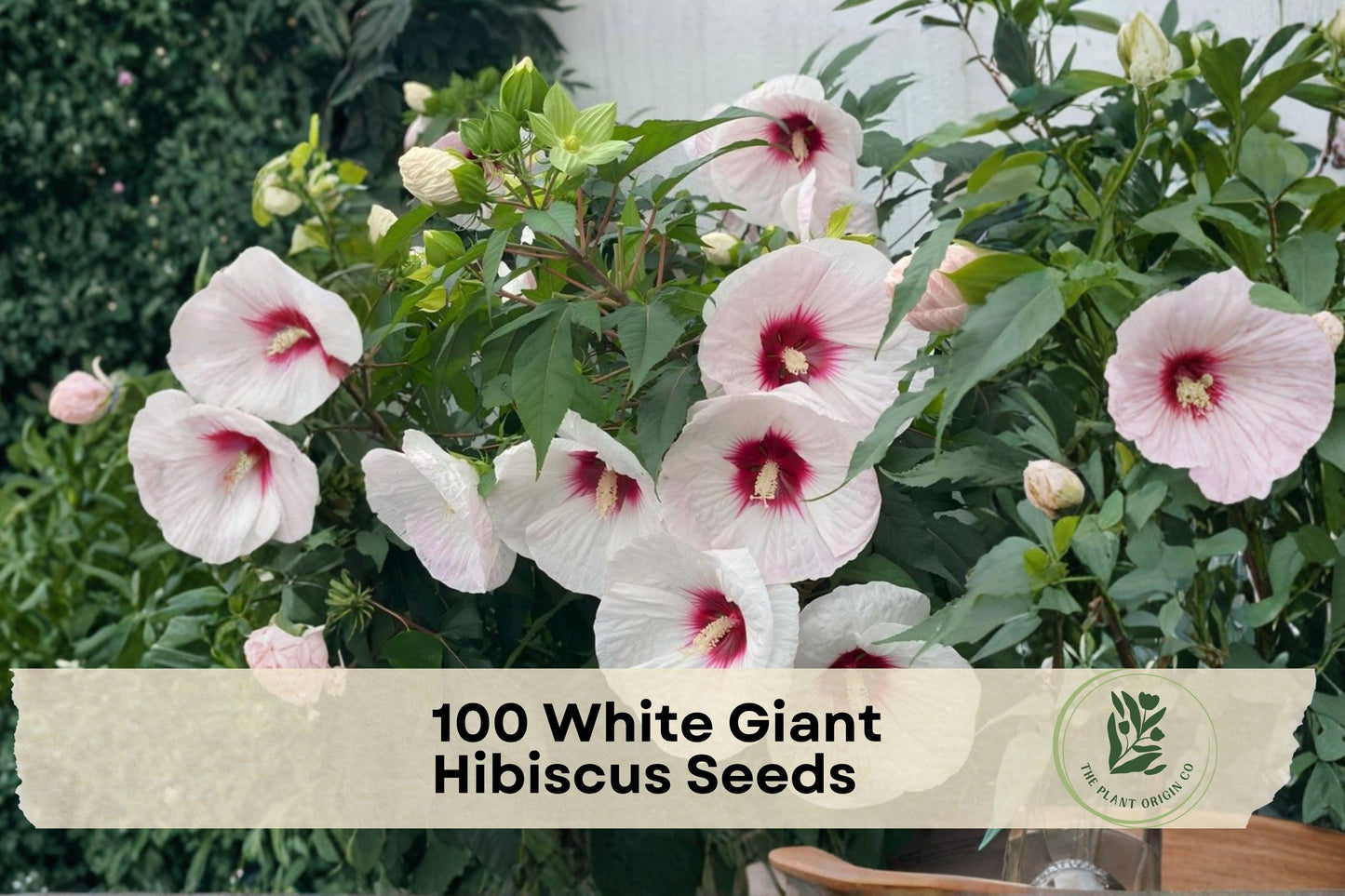 100 White Giant Hibiscus Seeds - Ornamental Tropical Flower Seeds for Garden, Border & Container Planting Hibiscus spp.