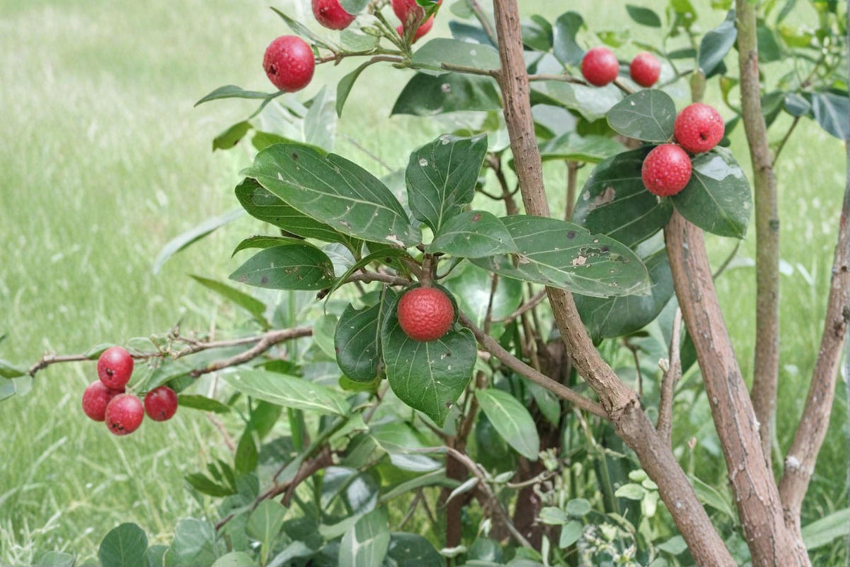 African Red Peach Tree Seeds – Nauclea latifolia, Tropical Fruit Tree, Full Sun, Well-Drained Soil, 20 Seeds