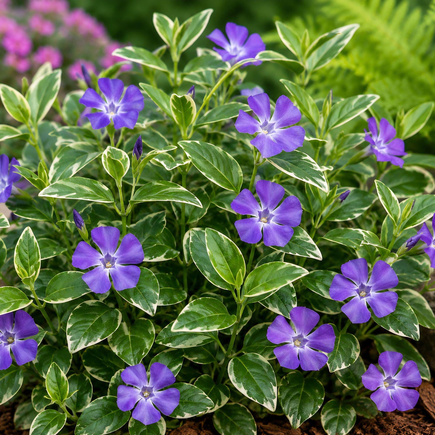 Variegated Vinca Starter Plants – Perennial Ground Cover – Green and Cream Foliage – Vinca minor