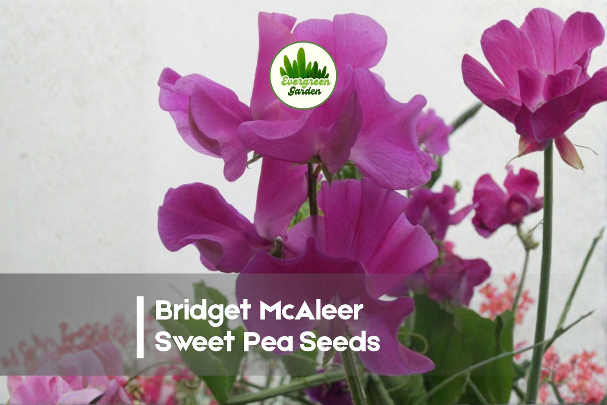 50+ Bridget McAleer Sweet Pea Seeds, Fragrant Pink Climbing Vine for Gardens & Cut Flowers, Lathyrus odoratus