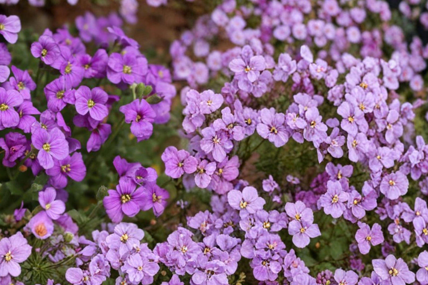 Purple Rockcress Seeds – Aubrieta deltoidea Perennial Groundcover for Rock Gardens and Borders, 385 Seeds
