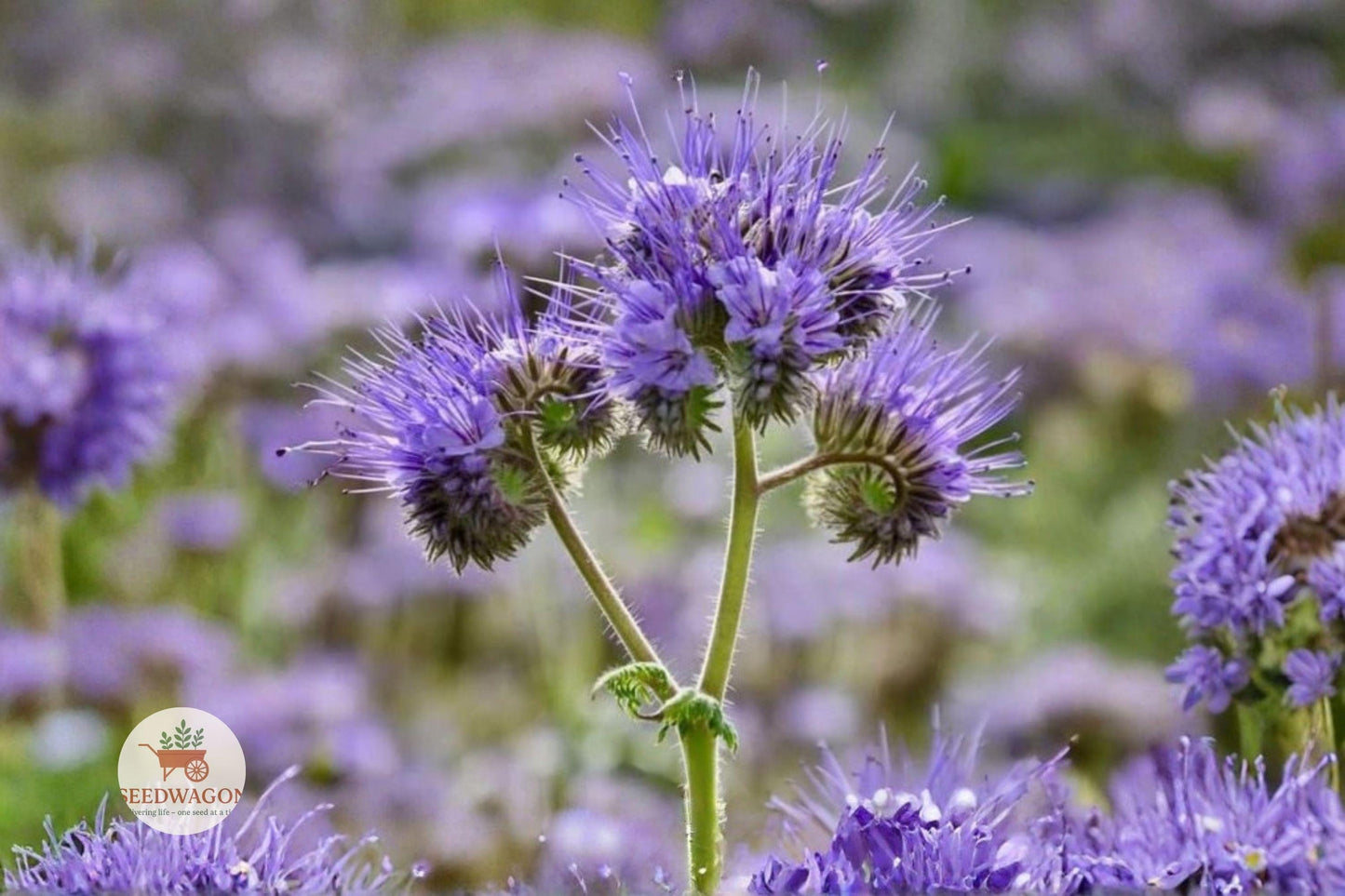 Lacy Phacelia Seeds 100 | Phacelia tanacetifolia Wildflower for Bees & Pollinators | Lavender-Purple Annual Seed