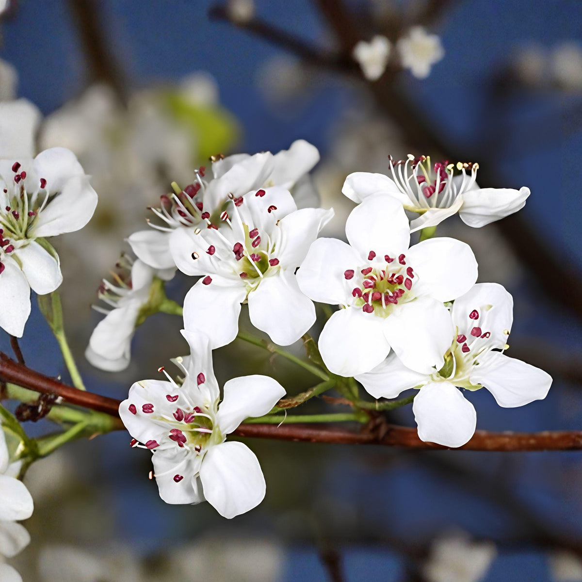 Bradford Pear Live Seedlings Set of 2 – Pyrus calleryana Ornamental Tree Plants for Landscaping, Full Sun, Well-Drained Soil
