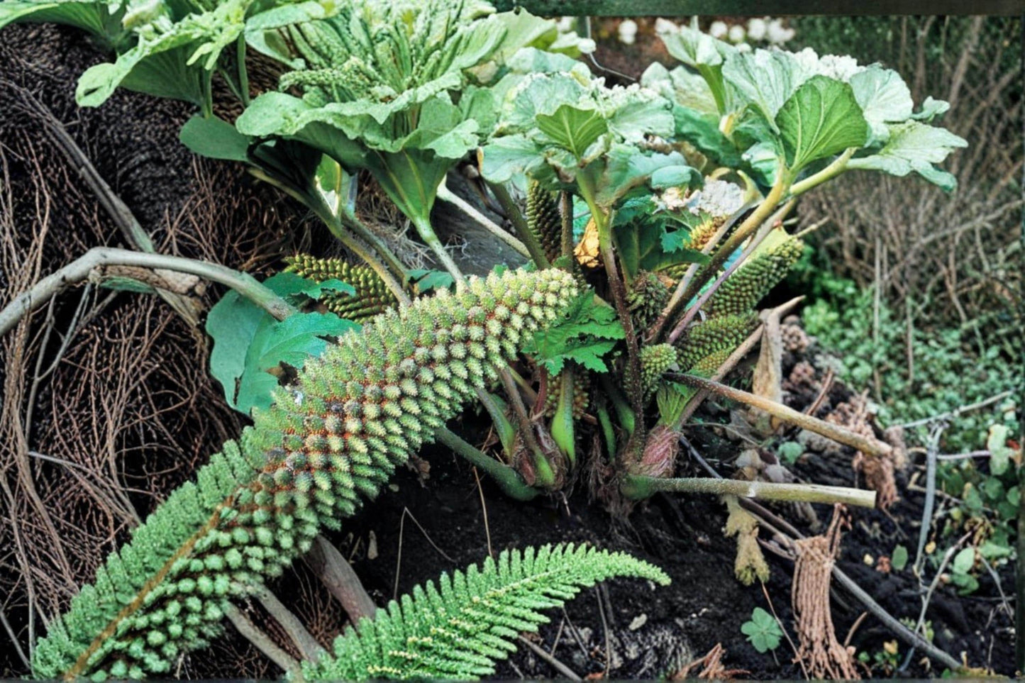 Chilean Rhubarb Seeds – Gunnera tinctoria Perennial Foliage Plant for Garden Landscape and Water Features