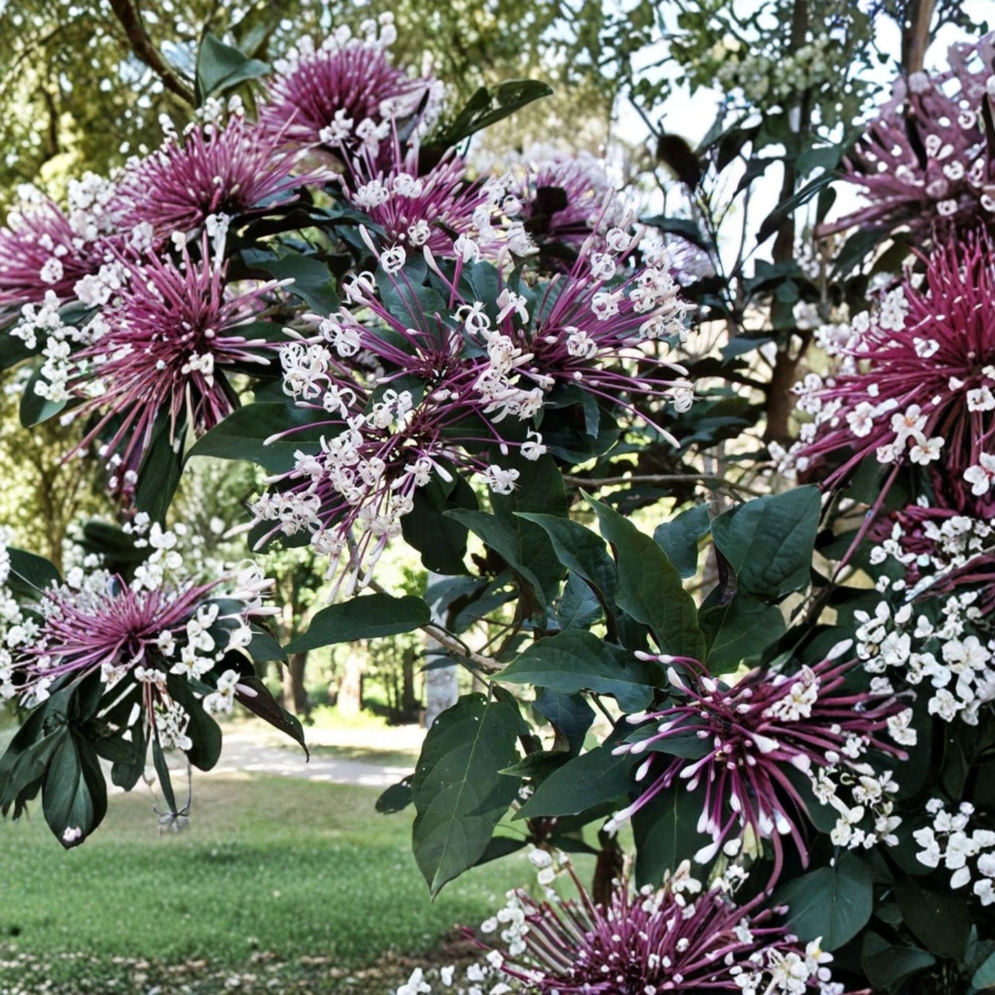 Shooting Star Clerodendrum Cuttings Set of 6 Tropical Flowering Shrubs Clerodendrum quadriloculare