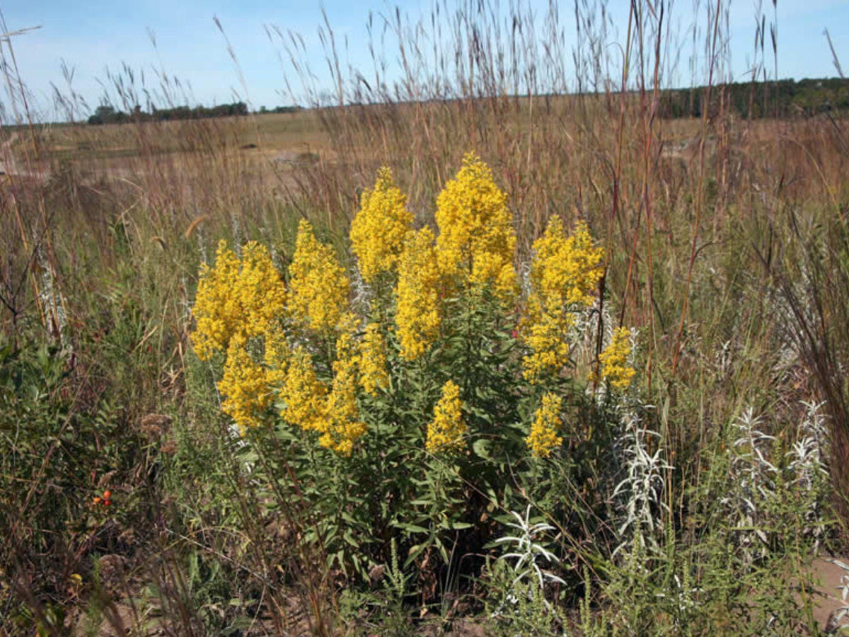Showy Goldenrod Seeds - Native Perennial Wildflower for Pollinator Gardens - Solidago speciosa, Bright Golden Blooms
