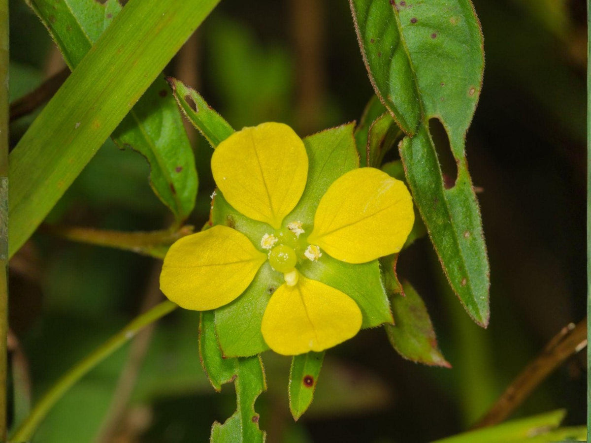 Seedbox Seeds - Native Wildflower for Rain Gardens & Wetlands - Ludwigia alternifolia, Pollinator & Ecological Plant