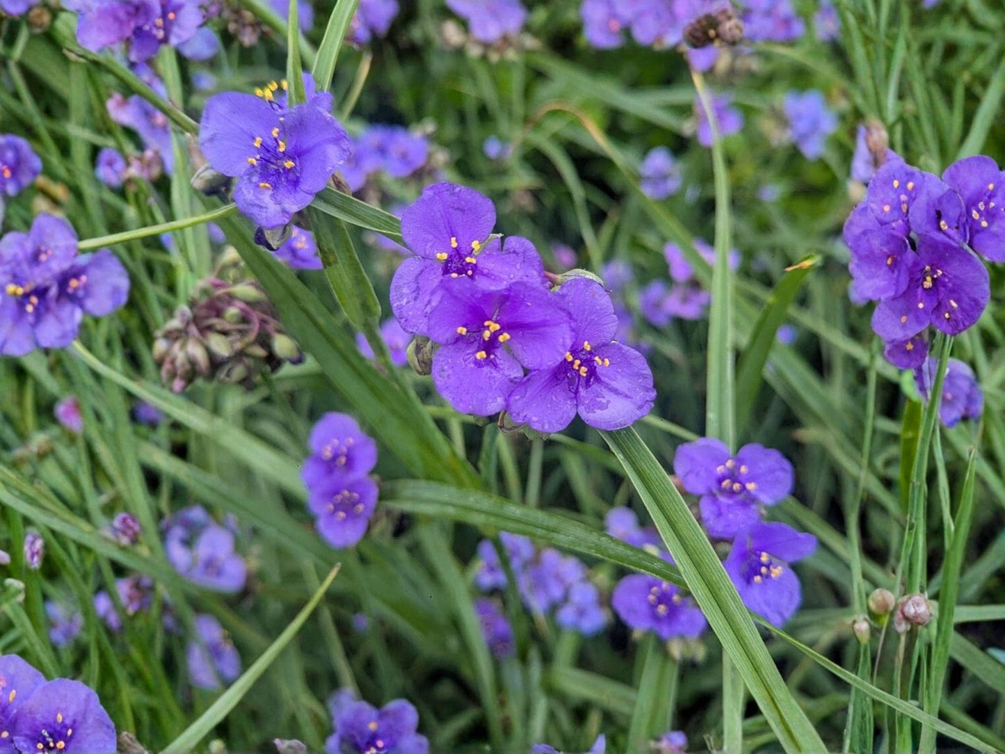 Ohio Spiderwort Flower Seeds | Tradescantia ohiensis | Blue-Violet Perennial Plant for Gardens & Prairies