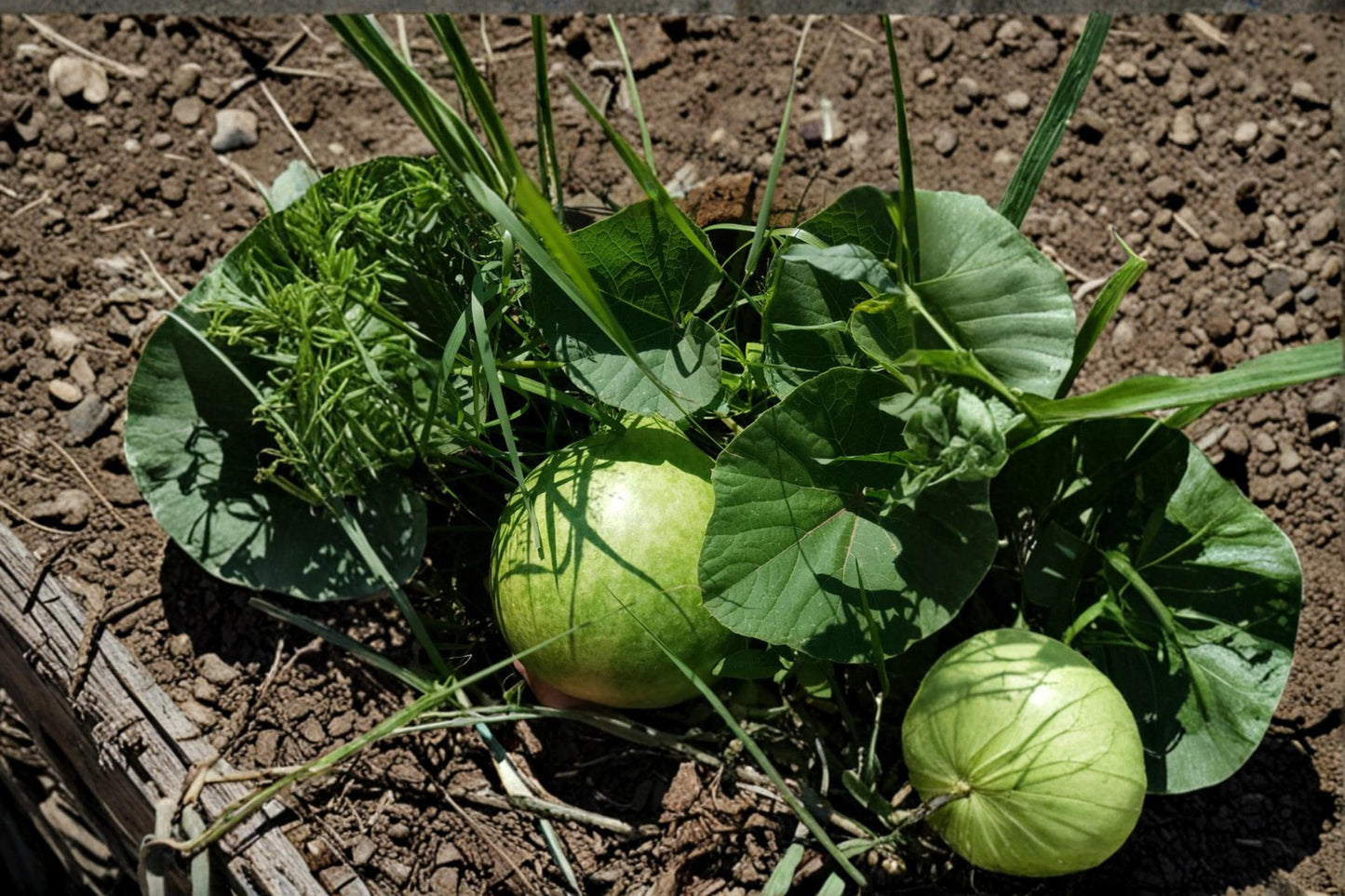 Bushel Gourd Seeds – Lagenaria siceraria, Large Round Vining Gourd for Garden Beds & Outdoor Planting