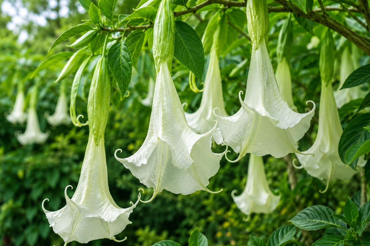 Shredded White Fantasy Brugmansia Plant - Rare Tropical Angel's Trumpet - Indoor or Garden Decor - Brugmansia spp.