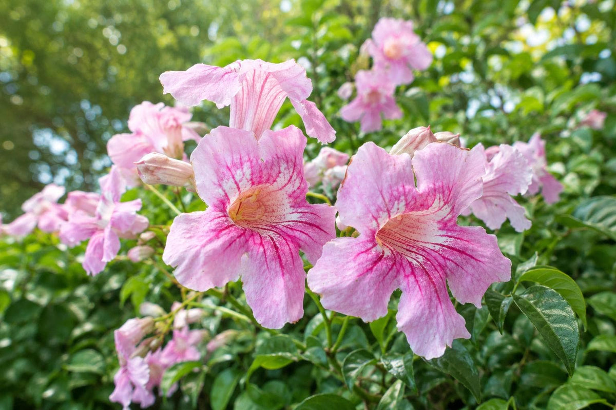 Podranea Vine Plant - Pink Fragrant Trumpet Flowers - Queen of Sheba (Podranea ricasoliana) Tropical Climber