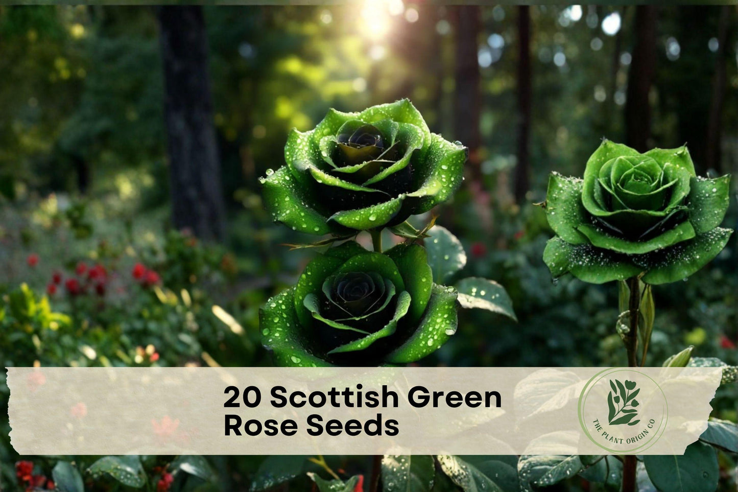 20 Scottish Green Rose Seeds - Ornamental Rosa spp. Green-Toned Flower Seeds for Garden Beds, Borders & Containers