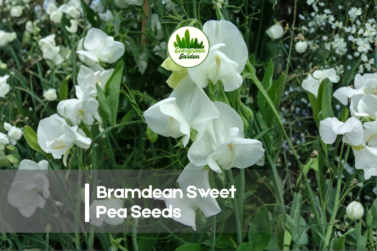 50+ Bramdean Sweet Pea Seeds, Pink Fragrant Climbing Vine for Gardens & Cut Flowers, Lathyrus odoratus
