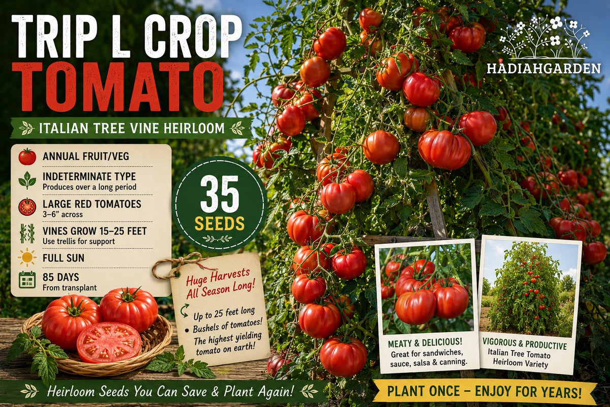 Trip L Crop Tomato Seeds – Heirloom Italian Tree Vine Solanum lycopersicum, Indeterminate, Red Fruit