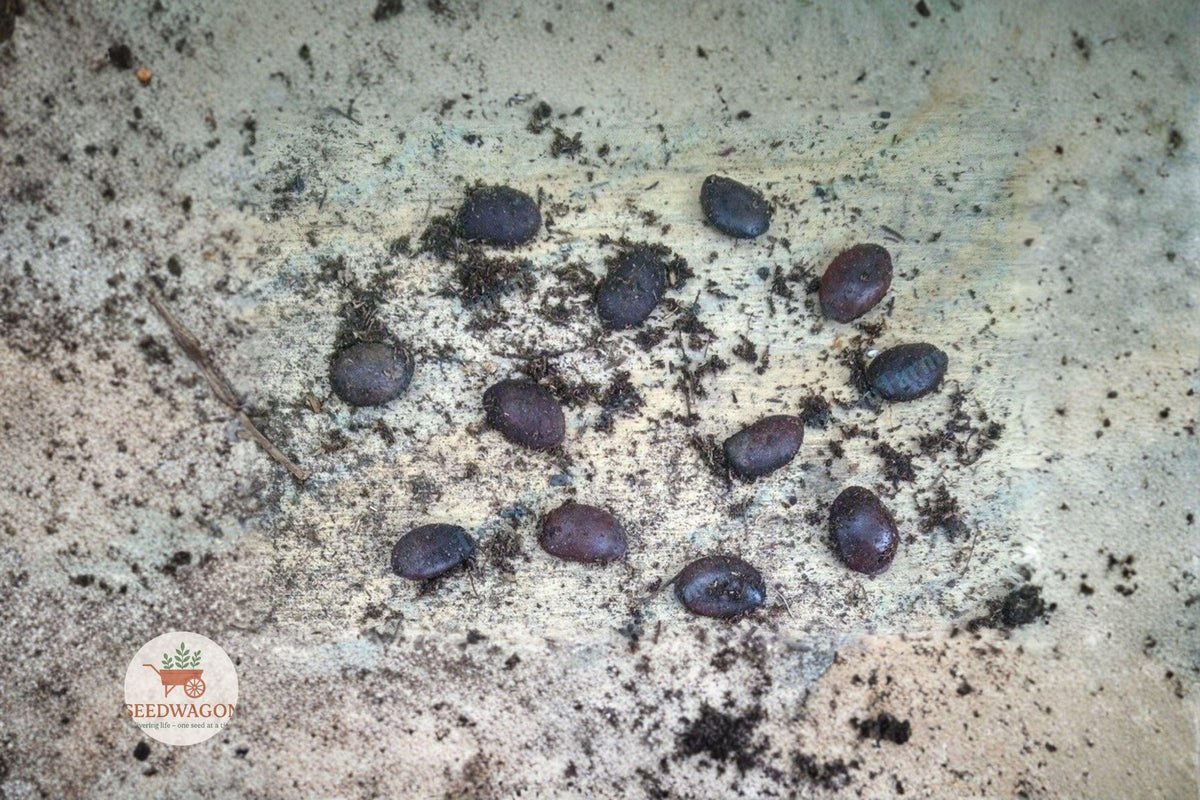 American Persimmon Seeds 20 Stratified Diospyros virginiana Native Fruit Tree Heirloom Seeds