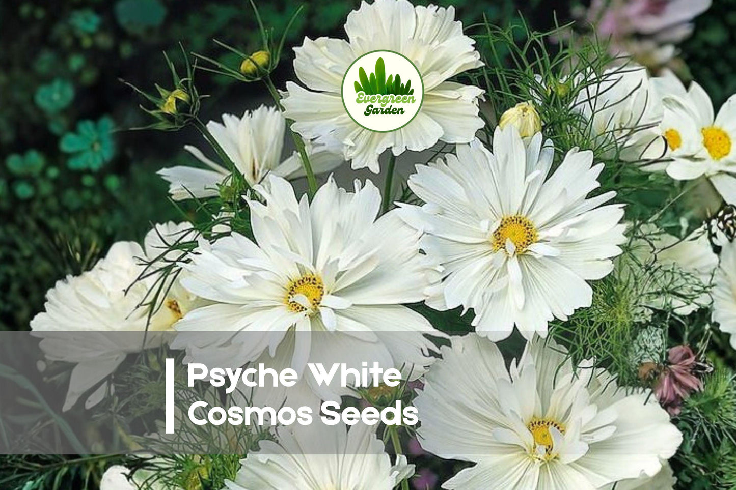 200 Psyche White Cosmos Seeds, White Semi-Double Blooms, Cosmos bipinnatus, Wildflower, Cottage Garden, Pollinator Friendly