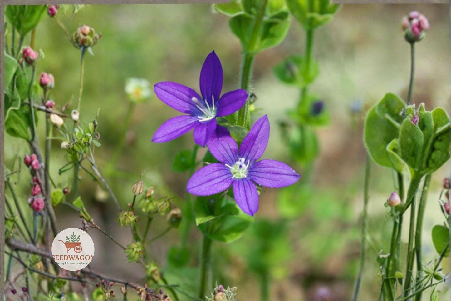 Venus' Looking Glass Seeds 1000 – Triodanis perfoliata Native Purple Wildflower Plant for Pollinators