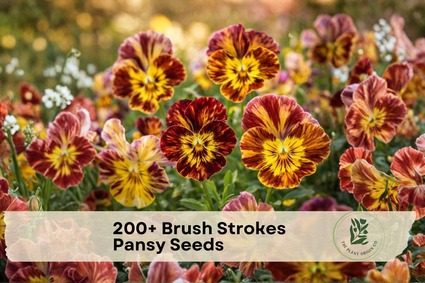 200+ Brush Strokes Pansy Seeds, Viola wittrockiana, Multi-Color Flower Seeds for Garden Beds & Containers