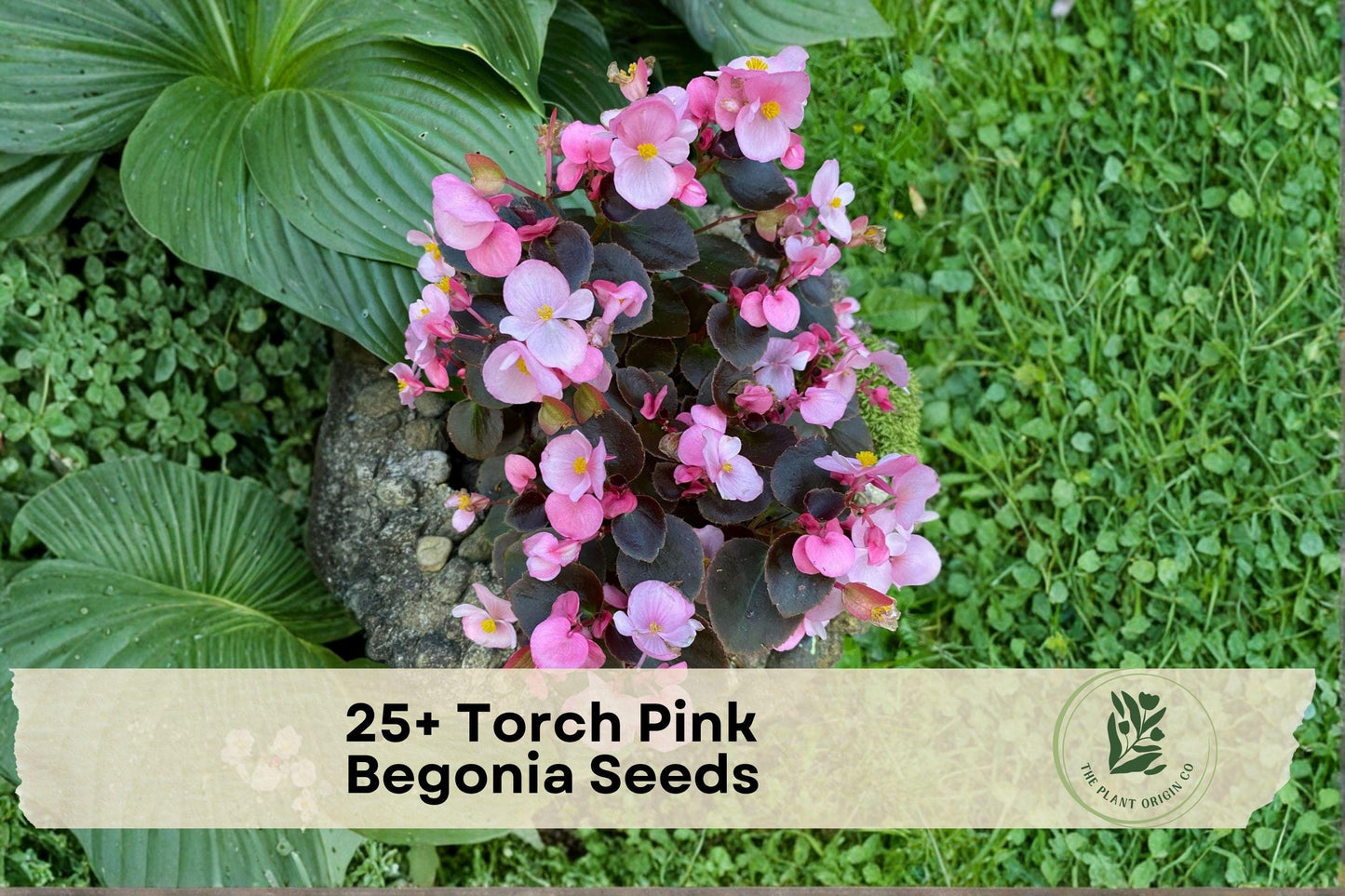 Torch Pink Begonia Seeds – Flowering Ornamental Plant for Containers & Shade Gardens, Begonia spp.