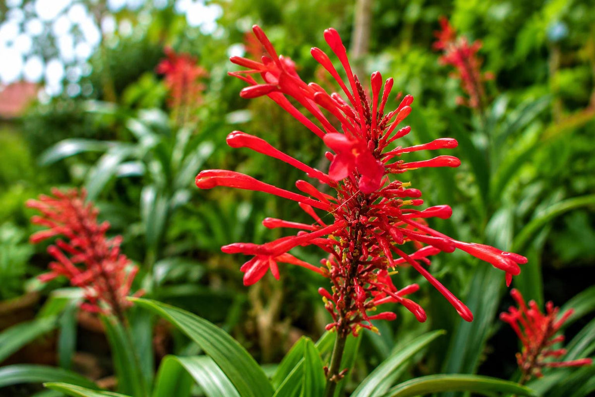 Red Firespike Plant Florida Native Winter Bloom Attracts Hummingbirds & Butterflies Odontonema strictum
