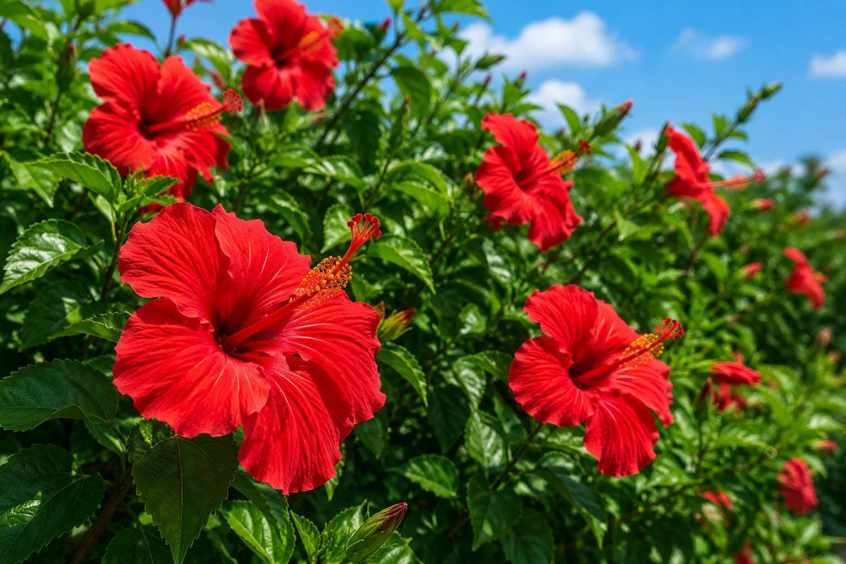 Tropical Hibiscus Plant - Bright Red Single Flowers - Hibiscus rosa-sinensis - Garden, Patio, Container