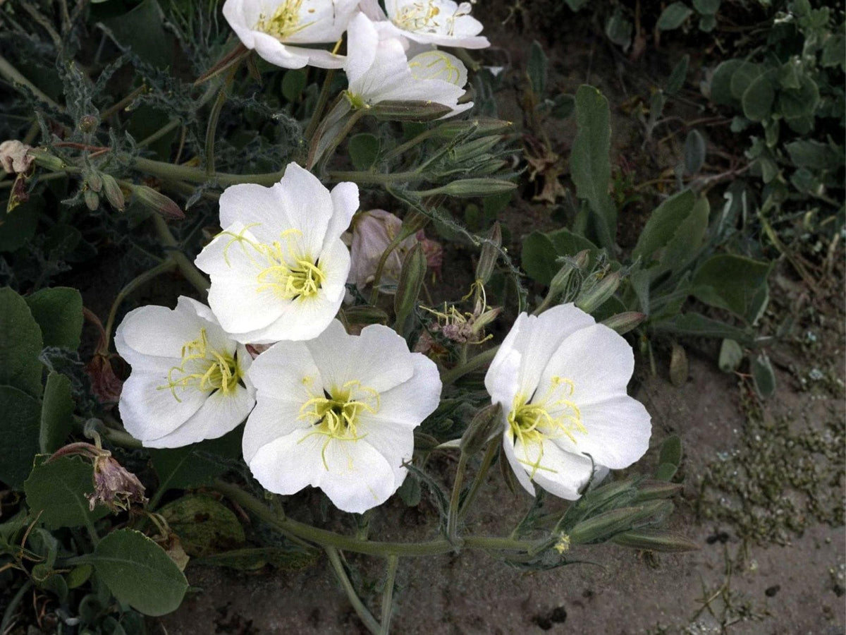 Pale Evening Primrose Seeds | Oenothera Pallida Flower Seeds for Garden Beds & Wildflower Planting | 100 Seeds