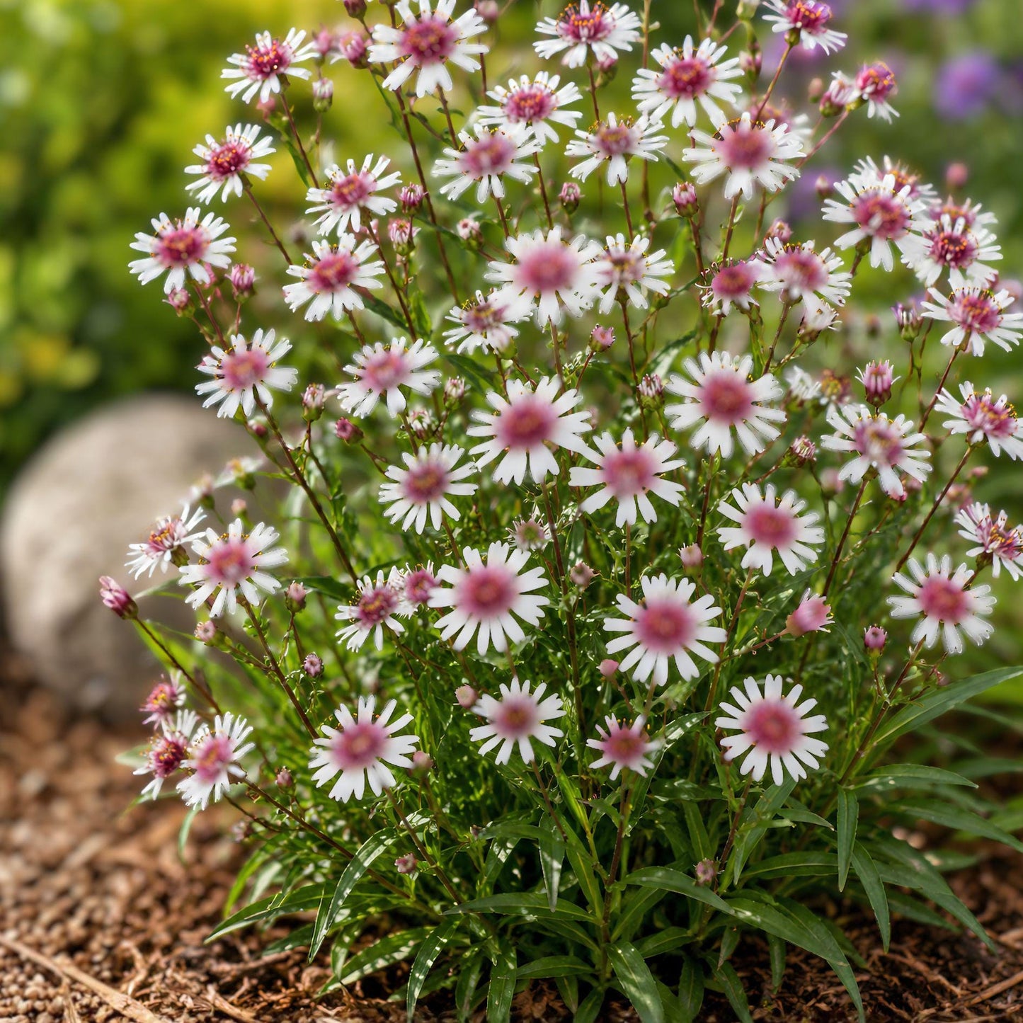 White Woodland Aster Seeds – Symphyotrichum lateriflorum – Native Perennial Wildflower for Shade Gardens and Pollinator Habitats