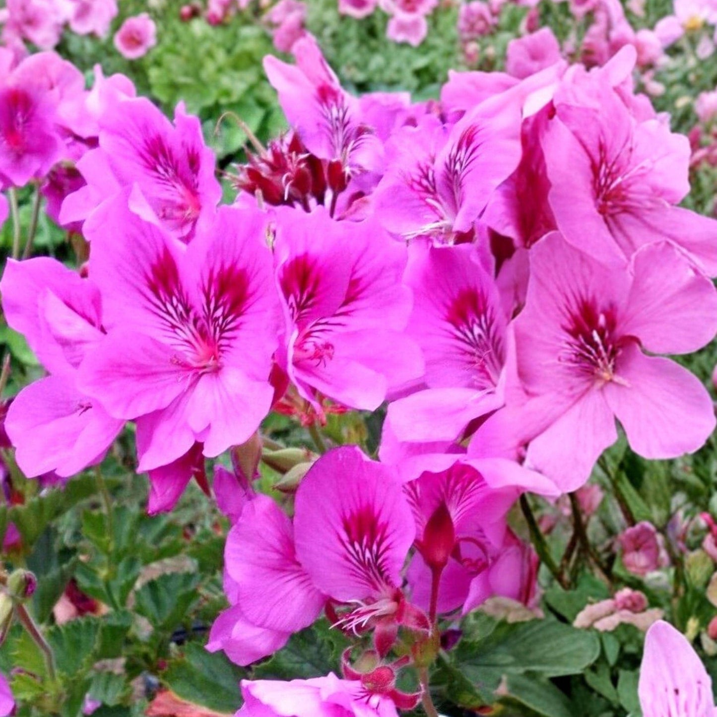 Regal Geranium Cuttings 6 Inches Purple Pink Pelargonium Live Plant Propagation 5 Pack